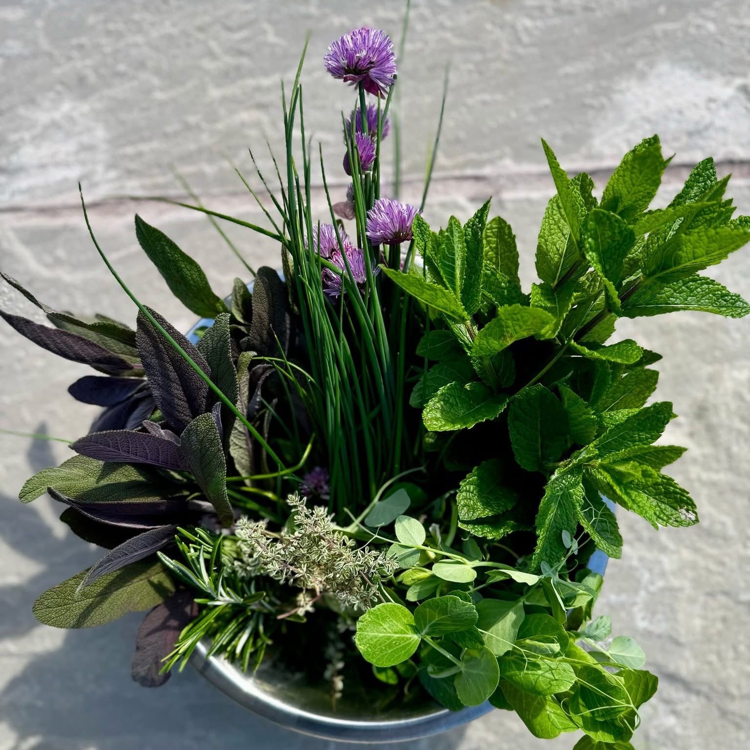 A galvanised pail of fresh herbs against the sandstone wall: chives in flower, mint, sage, rosemary, thyme.