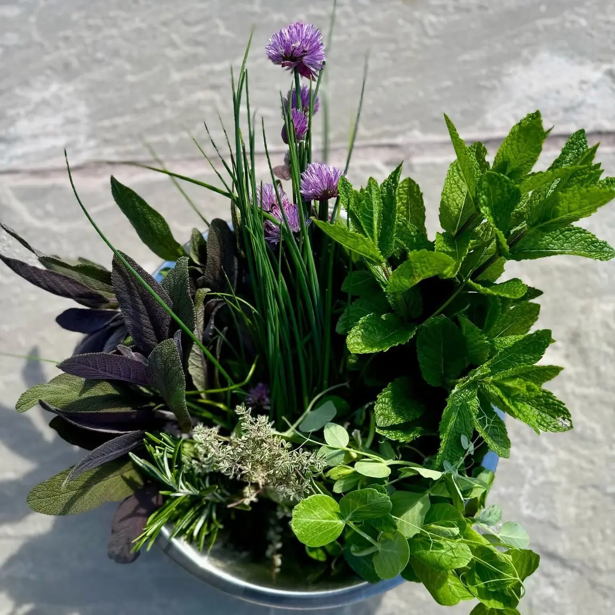 A galvanised pail of fresh herbs against the sandstone wall: chives in flower, mint, sage, rosemary, thyme.